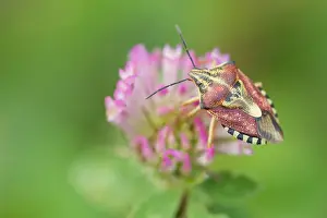 Images Dated 8th August 2019: Marco image of an insect