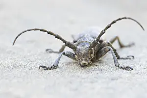 Cerambycidae Prints: Marco image of an insect