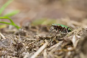Images Dated 18th July 2013: Marco image of an insect