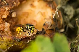 Images Dated 25th August 2019: Marco image of an insect