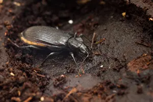 Images Dated 20th July 2015: Marco image of an insect