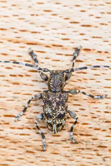 Images Dated 7th July 2013: Marco image of an insect