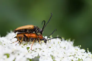 Marco image of an insect
