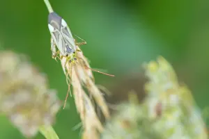 Romania Prints: Marco image of an insect