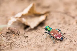 Images Dated 5th June 2019: Marco image of an insect