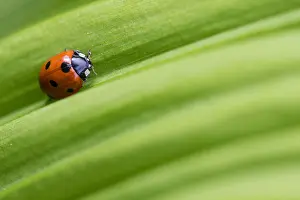Images Dated 10th June 2016: Marco image of an insect