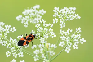 Slovenia Prints: Marco image of an insect