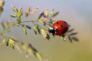Images Dated 6th June 2013: Marco image of an insect