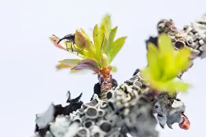 Images Dated 2nd May 2019: Marco image of an insect