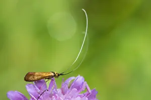 Images Dated 3rd August 2019: Marco image of an insect