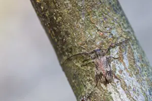 Images Dated 13th July 2013: Marco image of an insect