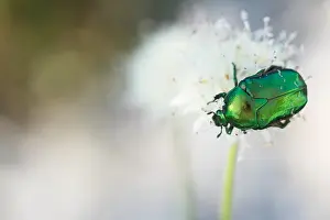 Images Dated 9th August 2019: Marco image of an insect