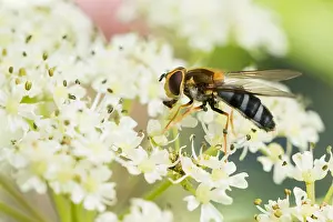 Slovenia Prints: Marco image of an insect