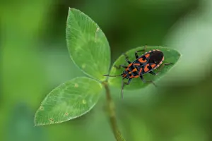 Slovenia Prints: Marco image of an insect