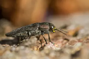 Images Dated 19th July 2013: Marco image of an insect