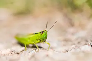 Images Dated 18th July 2018: Marco image of an insect