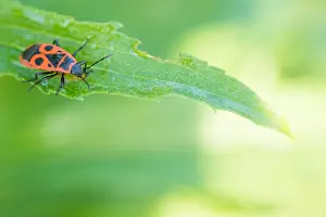 Images Dated 13th October 2019: Marco image of an insect