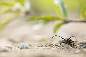 Images Dated 19th June 2019: Marco image of an insect