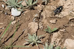 Images Dated 25th May 2015: Marco image of an insect