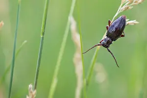 Images Dated 26th June 2019: Marco image of an insect