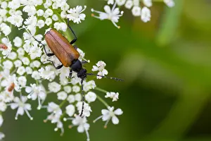Images Dated 15th July 2013: Marco image of an insect