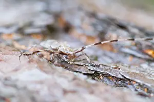 Images Dated 13th April 2014: Marco image of an insect