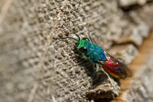 Images Dated 13th April 2014: Marco image of an insect