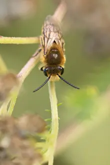 Images Dated 25th August 2019: Marco image of an insect