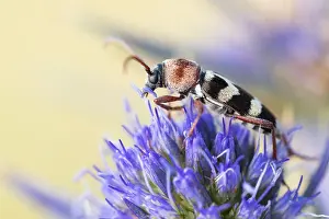 Images Dated 9th August 2019: Marco image of an insect