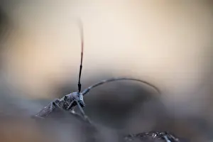 Images Dated 17th June 2019: Marco image of an insect