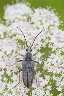 Images Dated 12th August 2013: Marco image of an insect