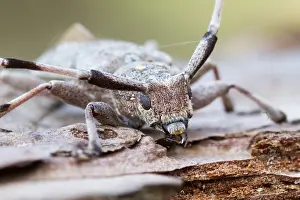 Images Dated 21st April 2014: Marco image of an insect
