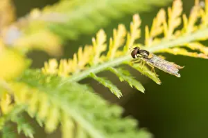 Images Dated 19th August 2019: Marco image of an insect