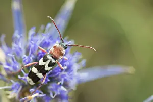 Images Dated 9th August 2019: Marco image of an insect