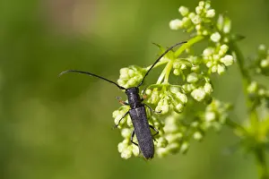 Images Dated 23rd July 2013: Marco image of an insect