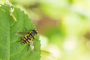 Images Dated 25th August 2019: Marco image of an insect