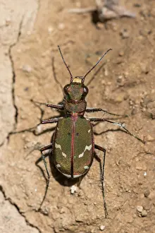 Images Dated 27th May 2015: Marco image of an insect