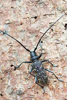 Images Dated 20th July 2013: Marco image of an insect