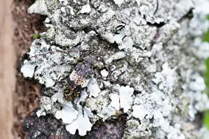 Images Dated 8th July 2013: Marco image of an insect