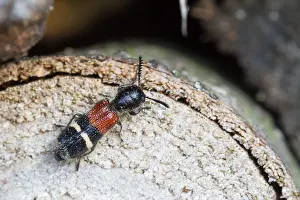 Images Dated 11th July 2013: Marco image of an insect