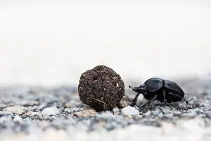 Corsica Prints: Marco image of an insect