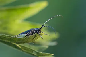 Images Dated 3rd June 2015: Marco image of an insect