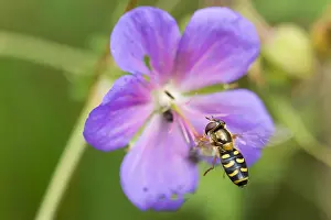 Images Dated 19th August 2019: Marco image of an insect