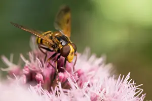 Slovenia Prints: Marco image of an insect