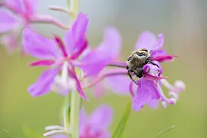 Images Dated 26th June 2019: Marco image of an insect