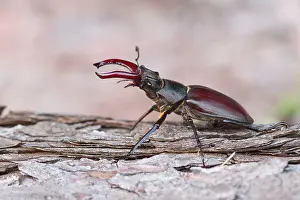 Images Dated 5th July 2013: Marco image of an insect