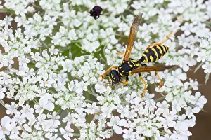Images Dated 28th July 2013: Marco image of an insect