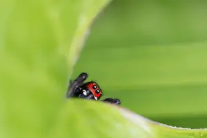 Images Dated 30th May 2015: Marco image of an insect