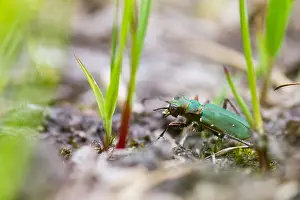 Images Dated 18th July 2013: Marco image of an insect