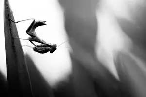 Corsica Prints: Marco image of an insect